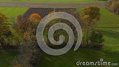 Aerial shot of trees in hedgerow, vibrant autumn foliage Stock Photo