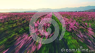 Aerial sunrise view of a blossoming of fruit trees in a field. P Stock Photo