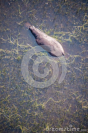 Aerial shot of an hippopotamus submerged in the Okavango Delta Stock Photo