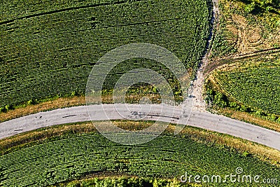 Aerial top view of curve country road among green fields in summer day Stock Photo