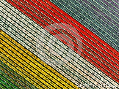 Aerial topshot from colored tulip fields in the Netherlands in spring Stock Photo