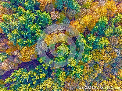 Aerial topshot from trees in fall in the Netherlands Stock Photo
