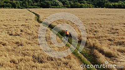 Aerial tracking shot of a man in orange t-shirt riding his bicycle along the summer field pathway in the countryside Stock Photo