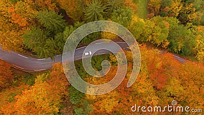 AERIAL: Cars cruise along empty road leading through the forest changing leaves. Stock Photo