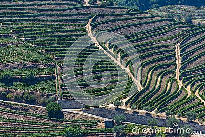 Aerial typical landscape of the highlands in the north of Portugal, levels for agriculture of vineyards, olive tree groves Stock Photo