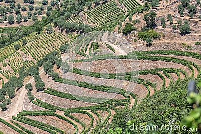 Aerial typical landscape of the highlands in the north of Portugal, levels for agriculture of vineyards, olive tree groves Stock Photo