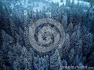 Aerial view from above of winter forest covered in snow. Pine tree and spruce forest top view. Cold snowy wilderness Stock Photo