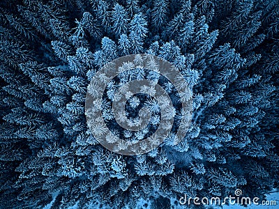 Aerial view from above of winter forest covered in snow. Pine tree and spruce forest top view. Cold snowy wilderness Stock Photo