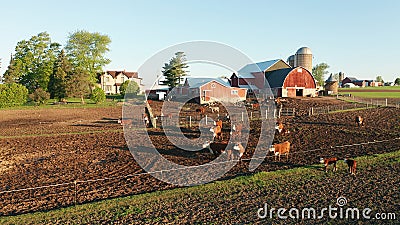Aerial view of american countryside landscape. Farm, red barn, cows. Rural scenery, farmland. Sunny morning, spring summer season Stock Photo
