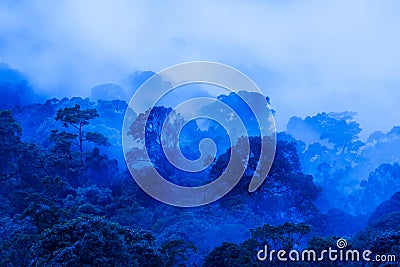 Aerial view of ancient tropical forest in blue misty, art of shape of wild trees on rainy morning Stock Photo