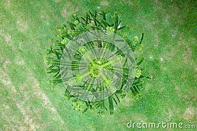 Aerial view of Araucaria araucaana Stock Photo