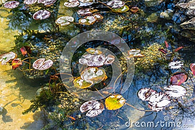 Aerial view of Asian style pond with aquatic plants and koi fish, California Stock Photo