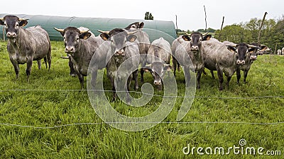 Aerial view Bazadaise cows and calves daisy in the meadow, Gironde Stock Photo