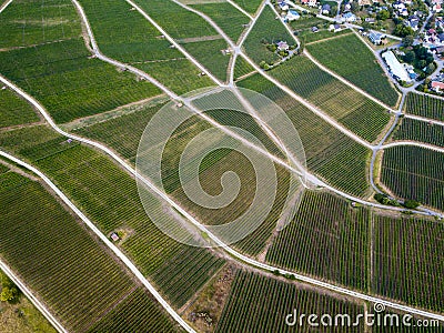 Aerial view of beautiful vineyards landscape Stock Photo