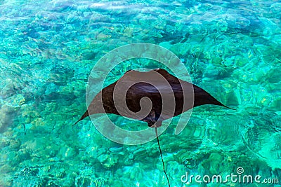 Aerial View of A Black Stingray Swimming in an Ocean Stock Photo