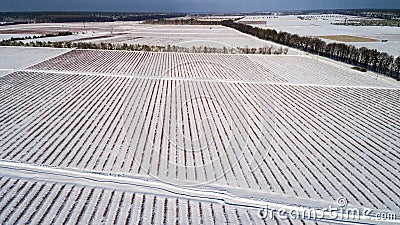 Aerial view of blueberry field in winter Stock Photo