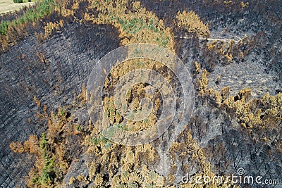 Aerial view of a burnt pine forest, ecology concept Stock Photo