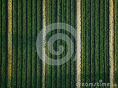 Aerial view of cabbage rows field in agricultural landscape Stock Photo