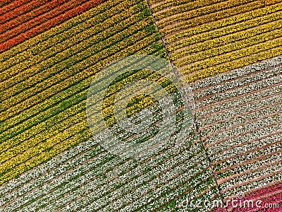 Aerial view of Carlsbad Flower Fields. Stock Photo