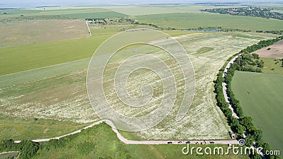 Aerial view of chamomile fields. White daisies Stock Photo