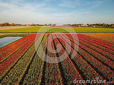 Aerial view of the colorful tflowers fields at spring in Lisse Stock Photo