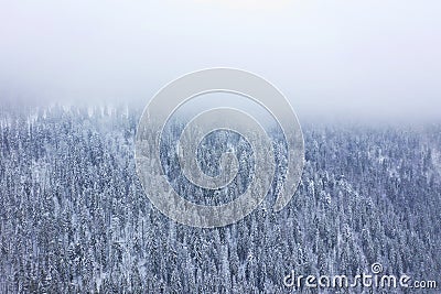 Aerial view on the coniferous forest in the mountains in winter Stock Photo