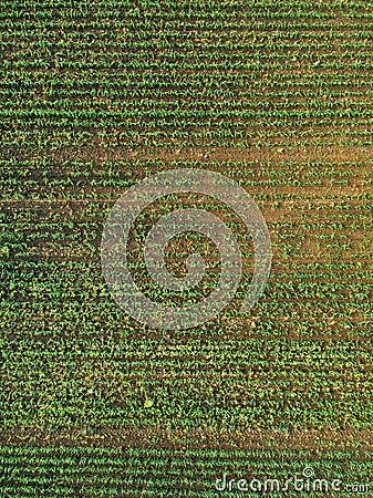 Aerial view of corn crops field with weed Stock Photo