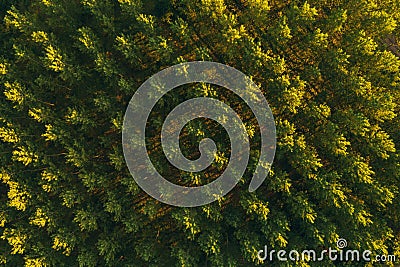 Aerial view of cottonwood treetop pattern from drone pov Stock Photo