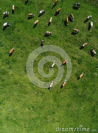 Aerial view of cows herd grazing on pasture Stock Photo