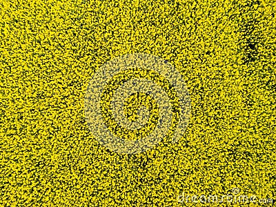 Aerial view of cultivated rapeseed field from drone pov Stock Photo