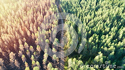 Aerial view of dead trees after fire. Pine forest with a dirt road and harmonious color Stock Photo