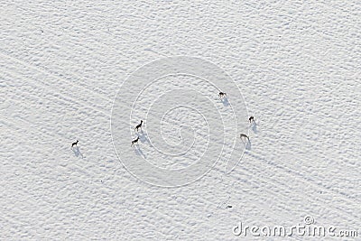 Aerial view deer in a snow field in witer Stock Photo