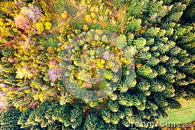 Aerial view of dense green pine forest with canopies of spruce trees and colorful lush foliage in autumn mountains Stock Photo