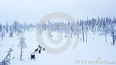 Aerial view of dogsledding in the arctic winter of Finnish Lapland. Stock Photo