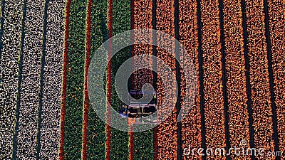 Aerial view from the drone of agricultural machinery working in colorful fields of tulips cuts tulip flowers for better Stock Photo
