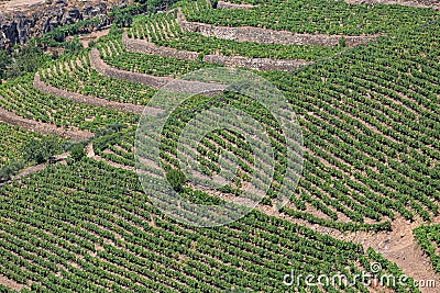 Aerial view of a farm, agricultural fields with vineyards, typically Mediterranean Stock Photo