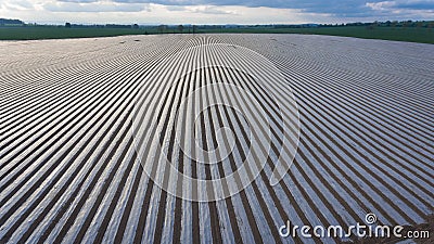 Farming. Rows of mulching plastic sheets .Ireland Stock Photo