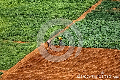 Aerial view of farmland for traditional agriculture with traditional farmers cultivating the land Editorial Stock Photo