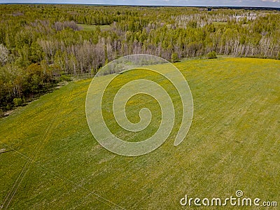 Aerial view of the field with green grass and yellow dandelions without people and garbage with forest and trees. Health and Stock Photo