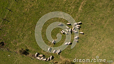 Aerial view of flock of sheep. Aerial landscape Stock Photo