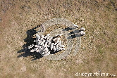 Aerial view of a flock of sheep and donkey Stock Photo