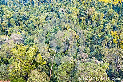 Aerial view of forest Stock Photo
