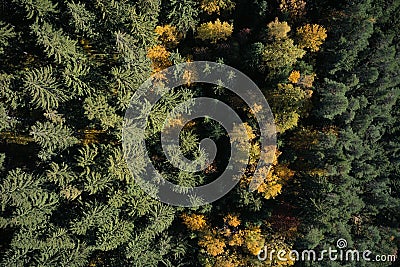 Aerial view on the forest of conifer and foliate trees in autumn Stock Photo