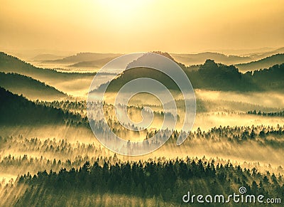 Aerial view of forest shrouded in morning fog Stock Photo