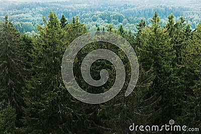 Aerial view of the forest - spruce trees from the top. Stock Photo