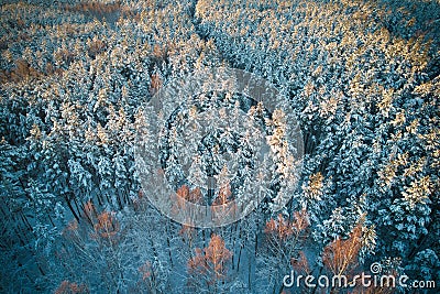 Aerial view of frosty white winter pine forests and birch groves covered with hoarfrost and snow. Drone photo of high Stock Photo