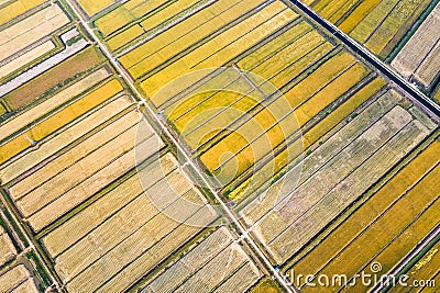 Golden paddy field in autumn Stock Photo