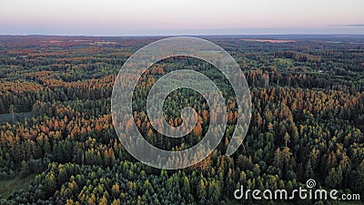 Aerial view of golden sunset falling on pine tree forest. Lithuanian pine tree forest. Stock Photo