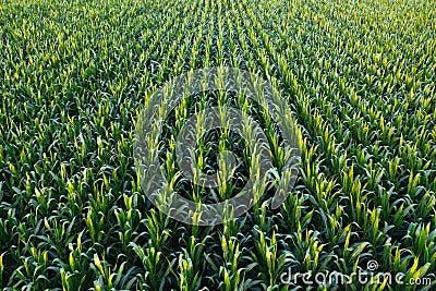 Aerial view of green corn crops field Stock Photo