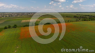 Aerial view of a green field with square part of blooming poppies. Residential buildings in the background Stock Photo